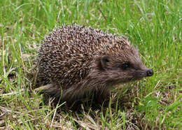 Image of Northern White-Breasted Hedgehog