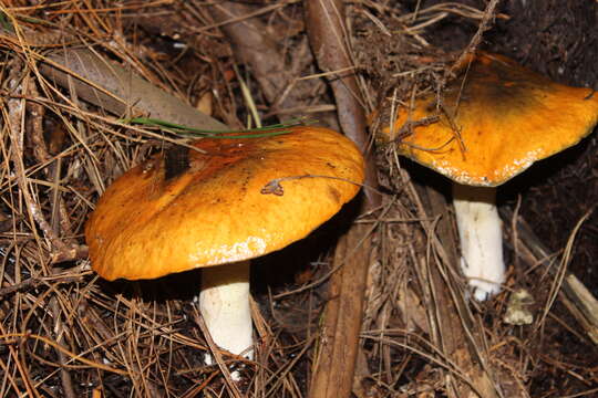 Image of Suillus granulatus (L.) Roussel 1796