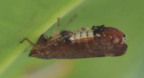 Image of Privet Leafhopper