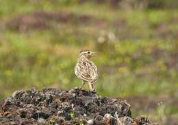 Image of Oriental Skylark