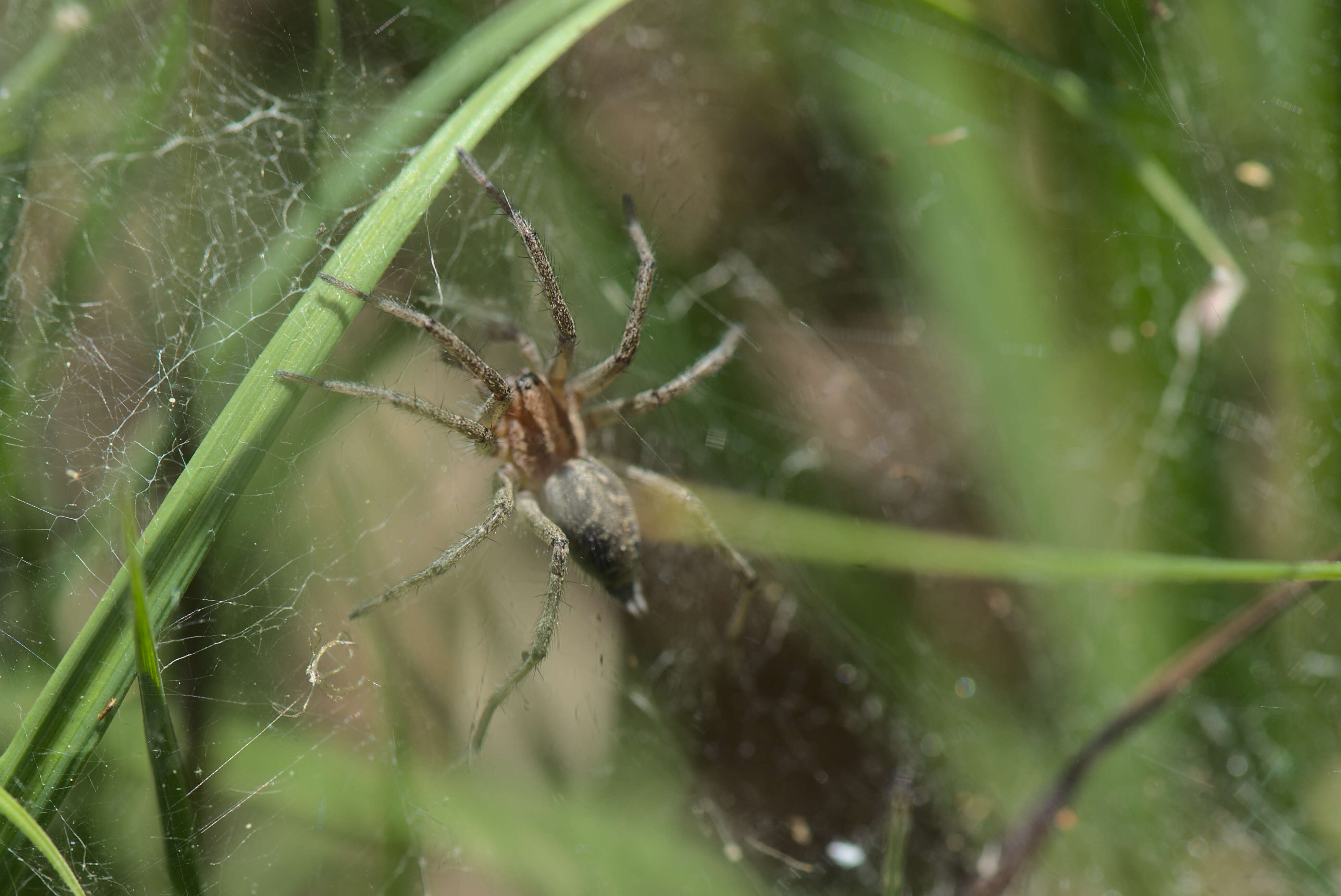 Image of Agelena labyrinthica (Clerck 1757)