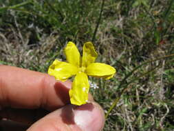 Image of Goodenia pinnatifida Schltdl.