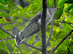 Image of Lesser Cuckoo