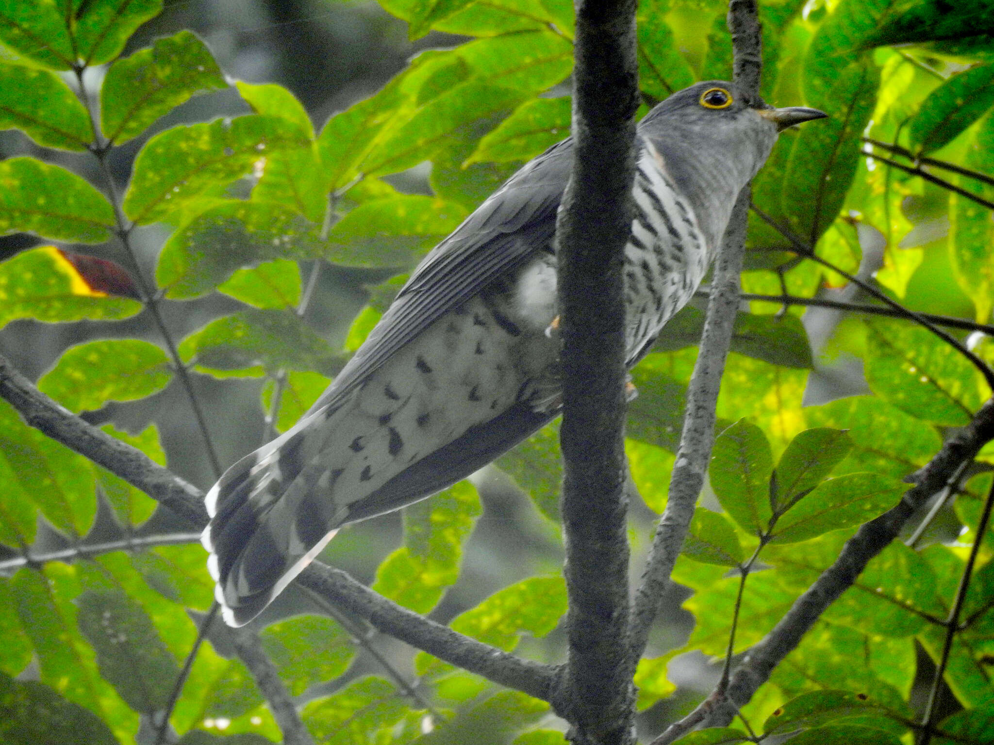 Image of Lesser Cuckoo