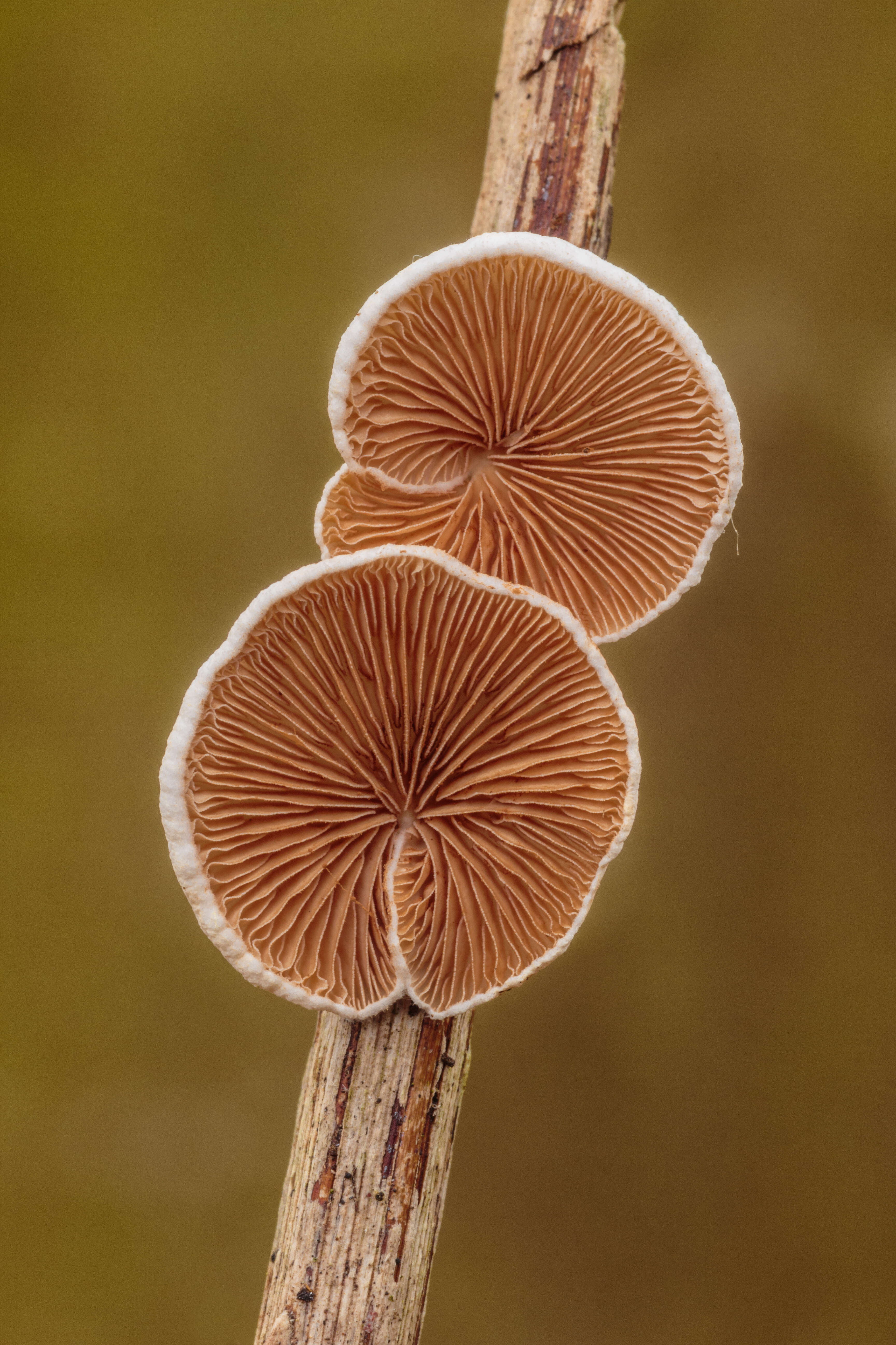 Image of Crepidotus variabilis (Pers.) P. Kumm. 1871