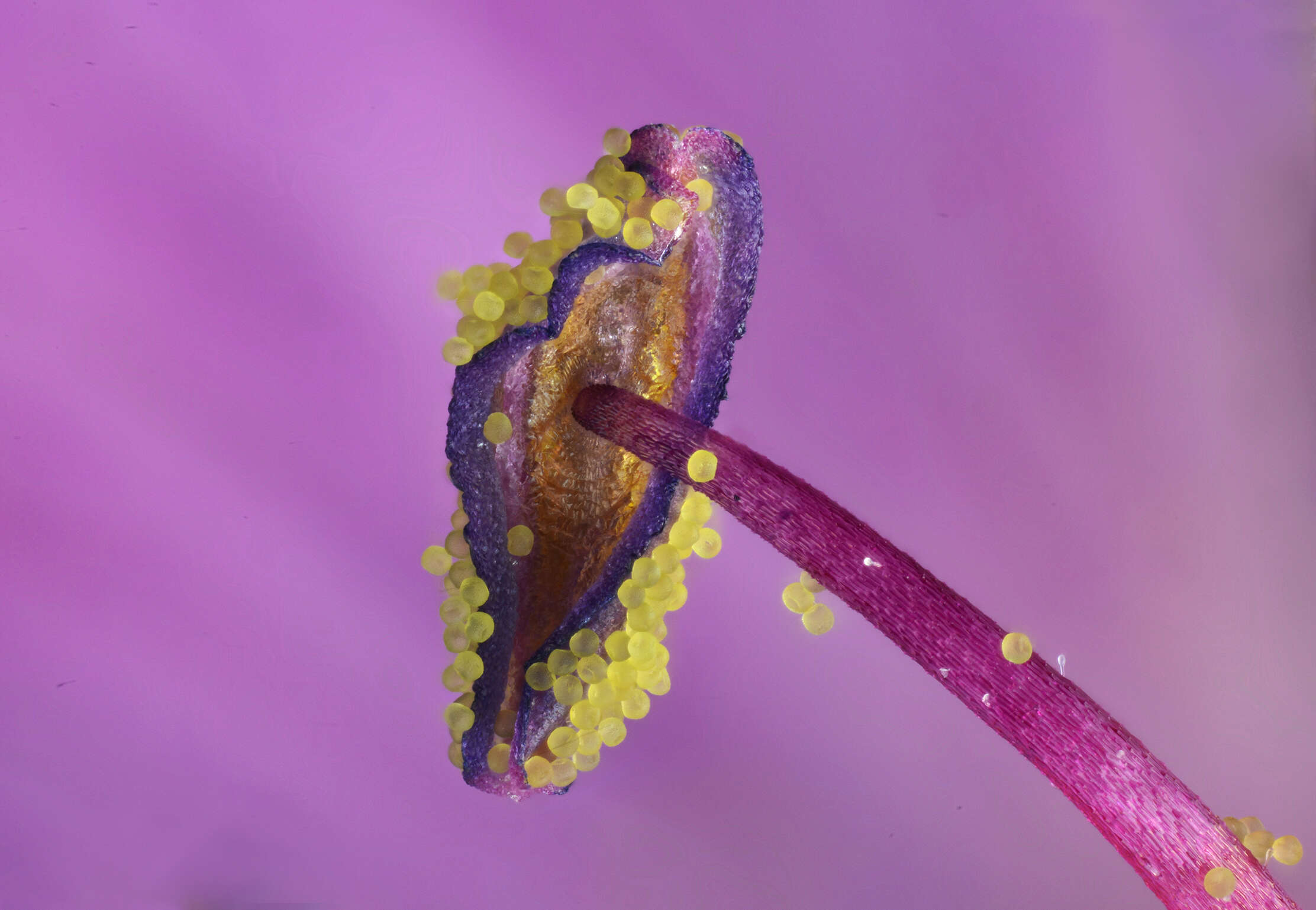 Image of sticky purple geranium