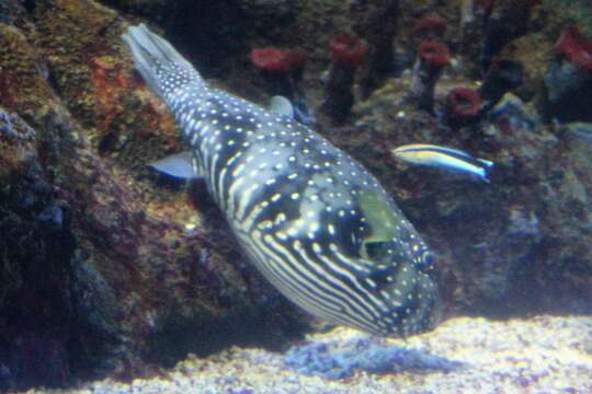 Image of Blue diesel wrasse