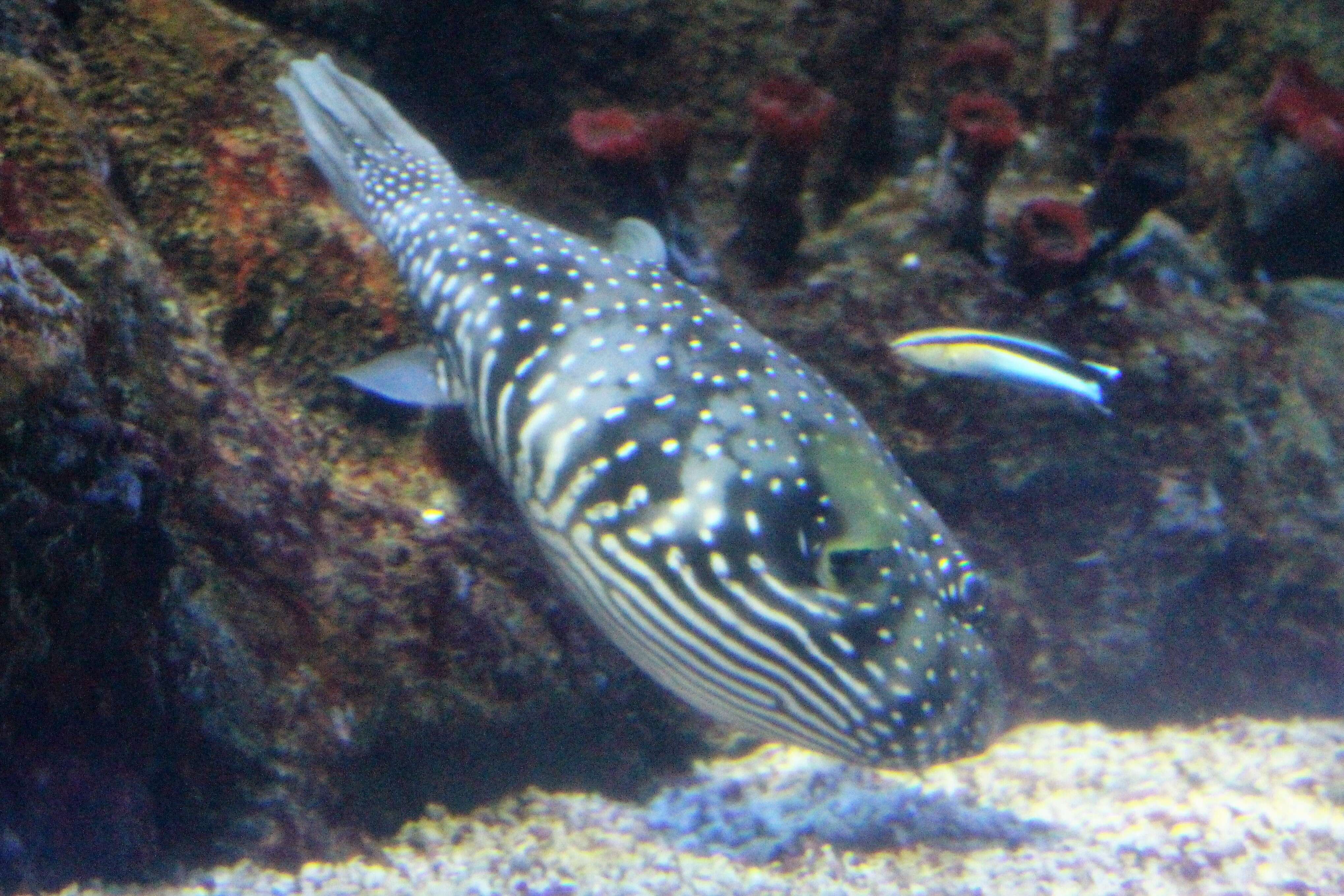 Image of Blue diesel wrasse