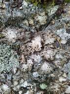 Image of blistered navel lichen