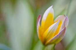 Image de tulipe sauvage