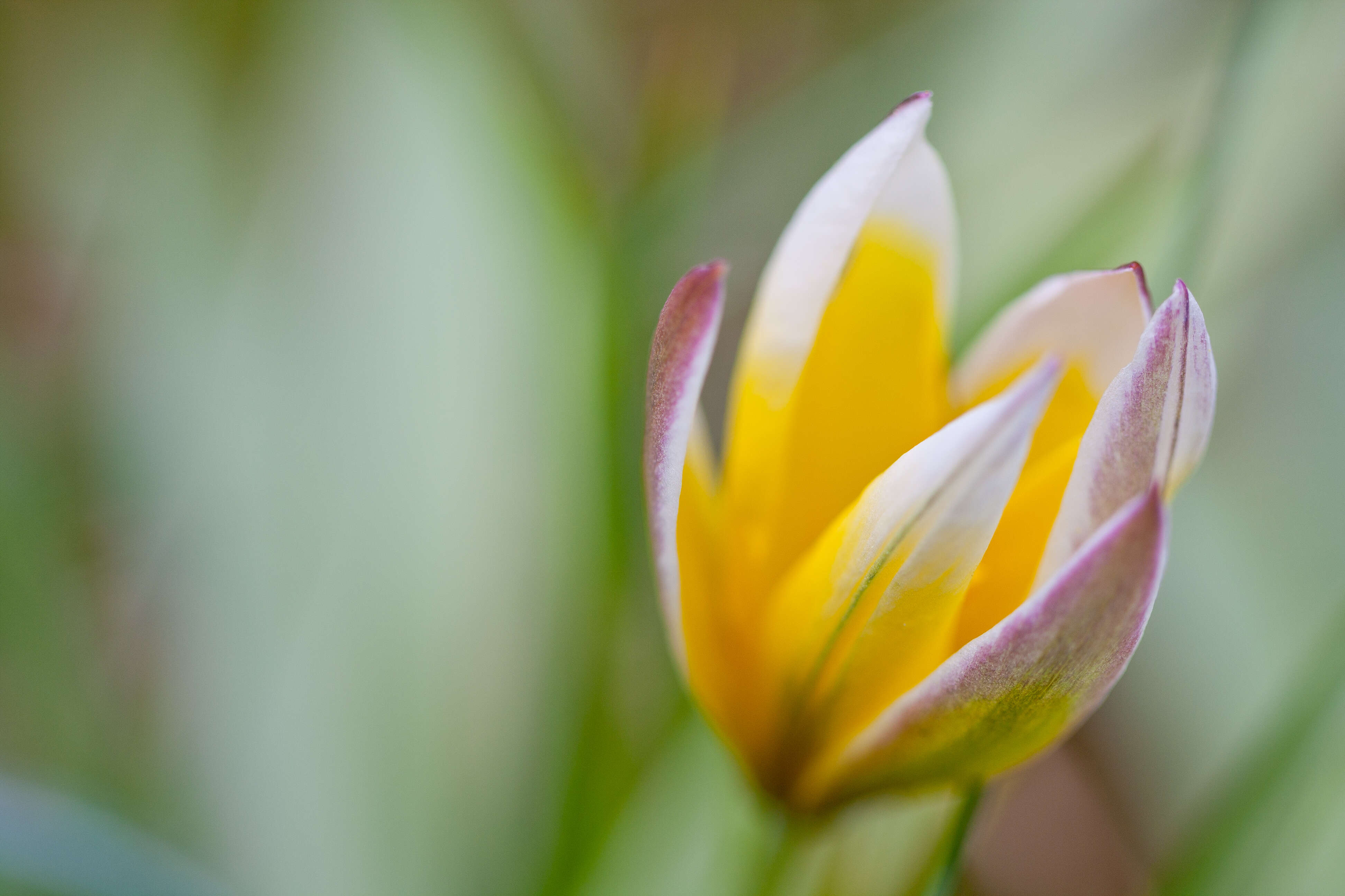 Image de tulipe sauvage