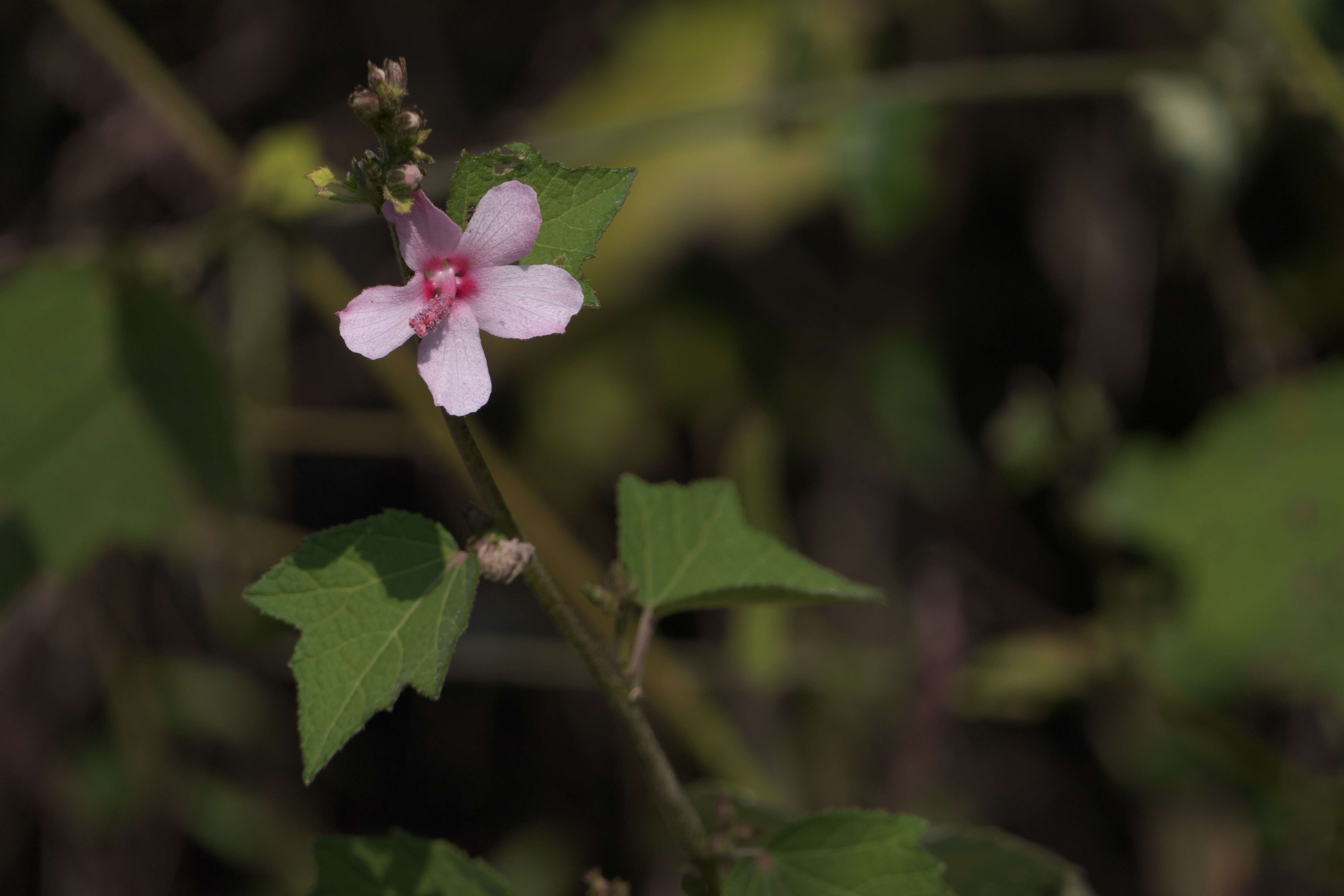 Image of Caesarweed