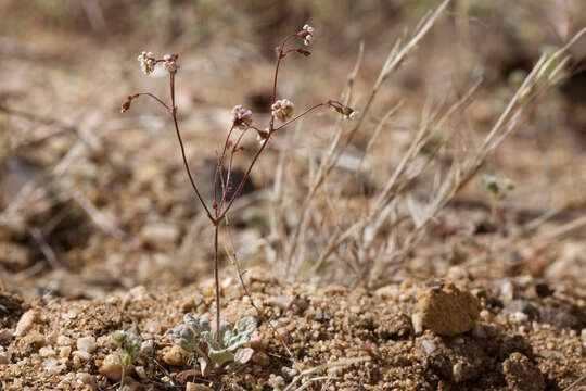 Imagem de Eriogonum thurberi Torr.