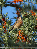 Image of Eversmann's Redstart