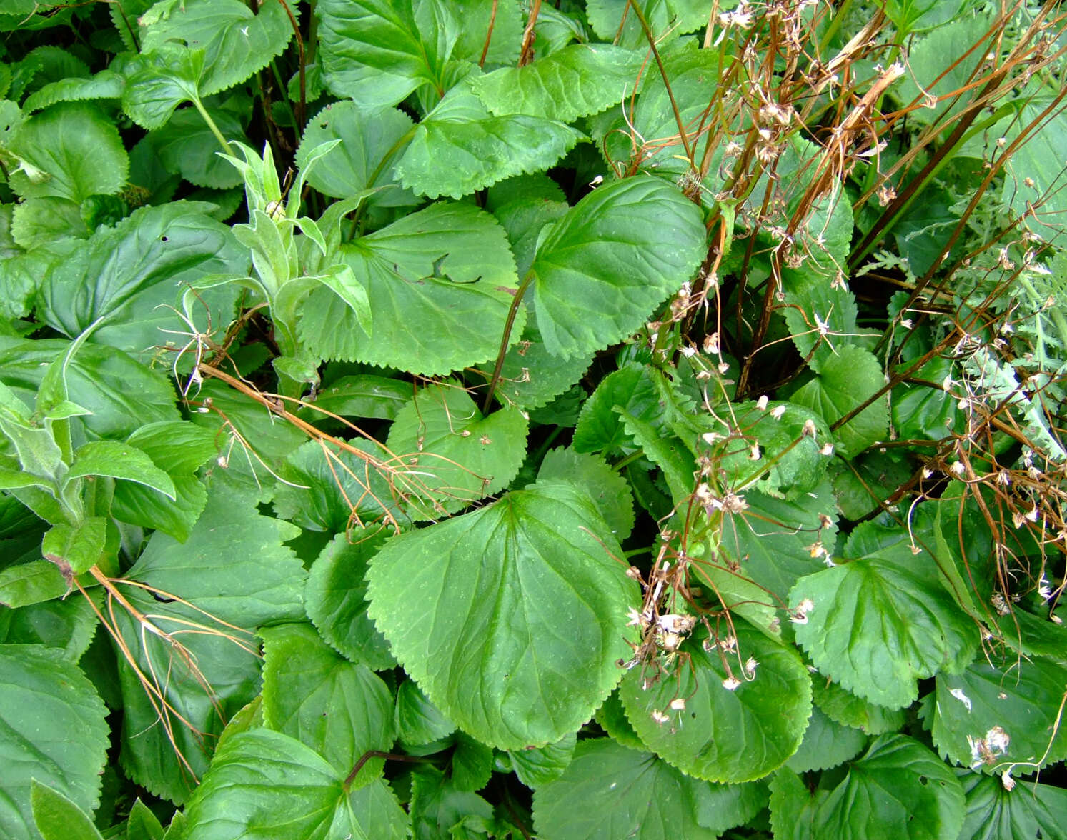 Image of golden ragwort