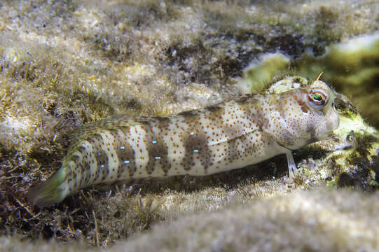 Blenniella periophthalmus (Valenciennes 1836) resmi