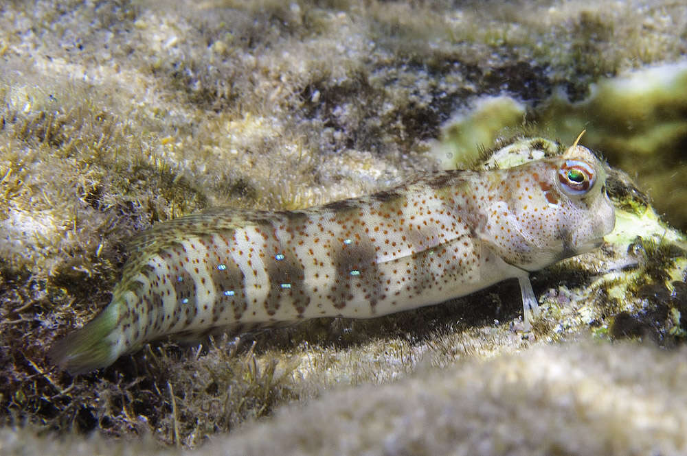 Imagem de Blenniella periophthalmus (Valenciennes 1836)