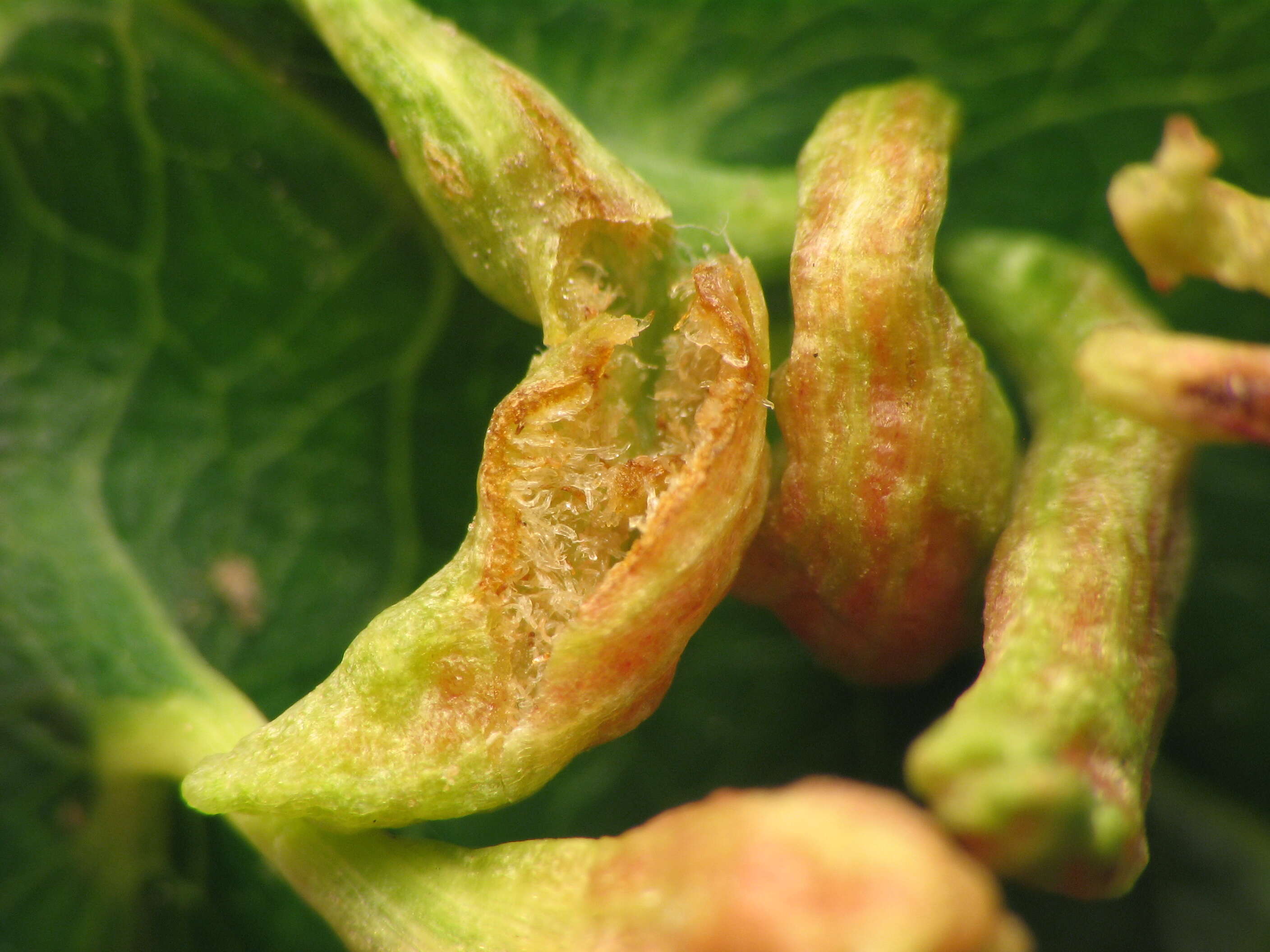 Image of Eriophyes cerasicrumena