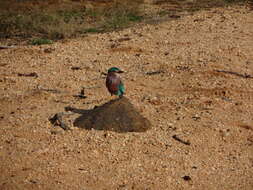 Image of Indian Roller