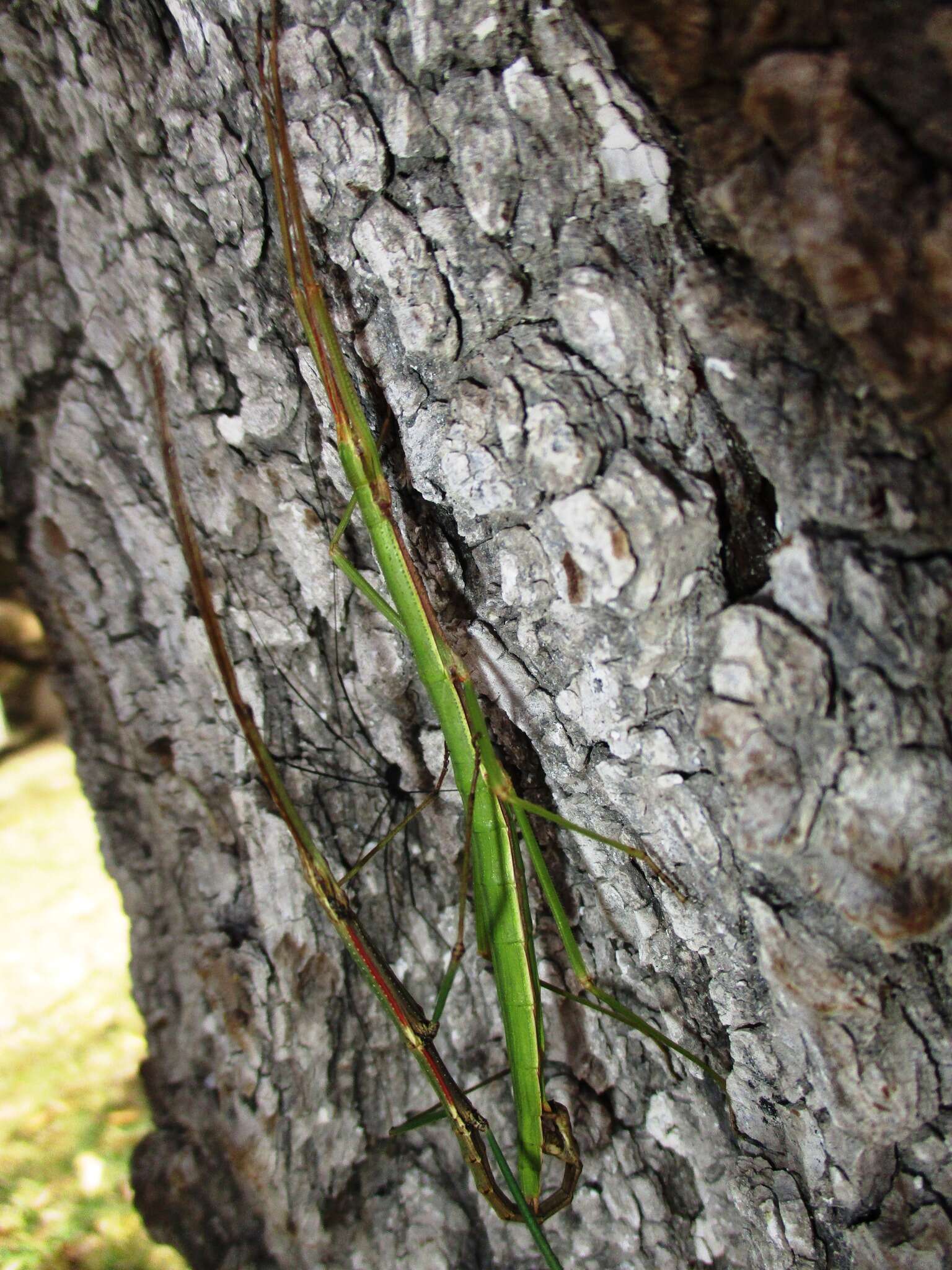 Image of Diapheromeridae