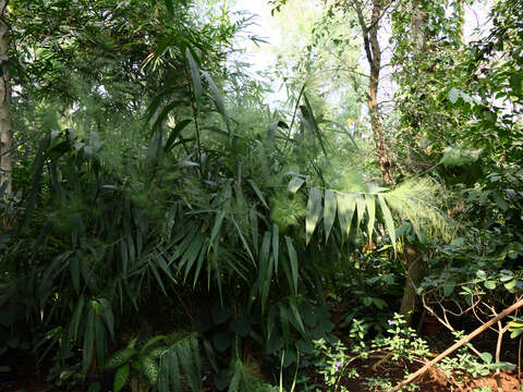 Image of tiger grass