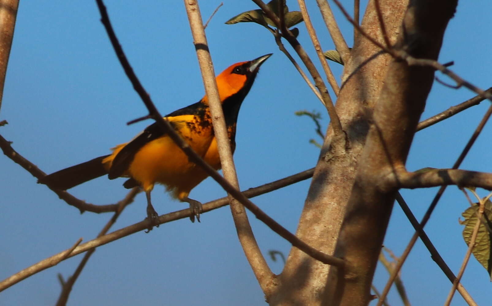 Image of Spot-breasted Oriole