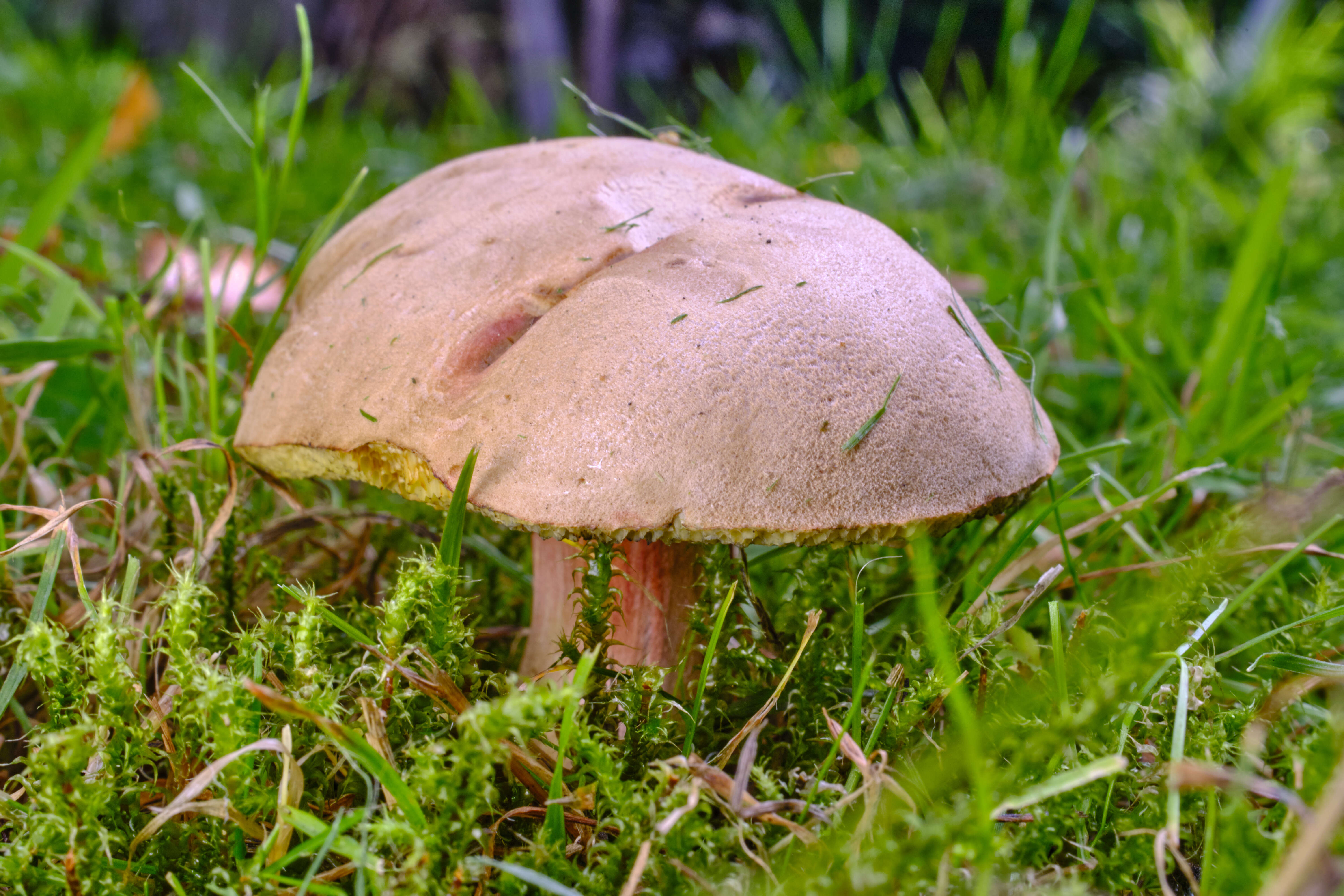 Hortiboletus bubalinus (Oolbekk. & Duin) L. Albert & Dima 2015 resmi