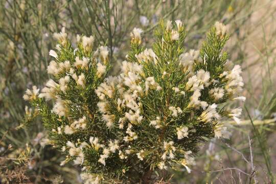 Image of Baccharis linearis (Ruiz & Pavón) Pers.