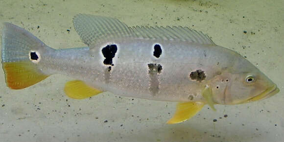 Image of Speckled peacock bass