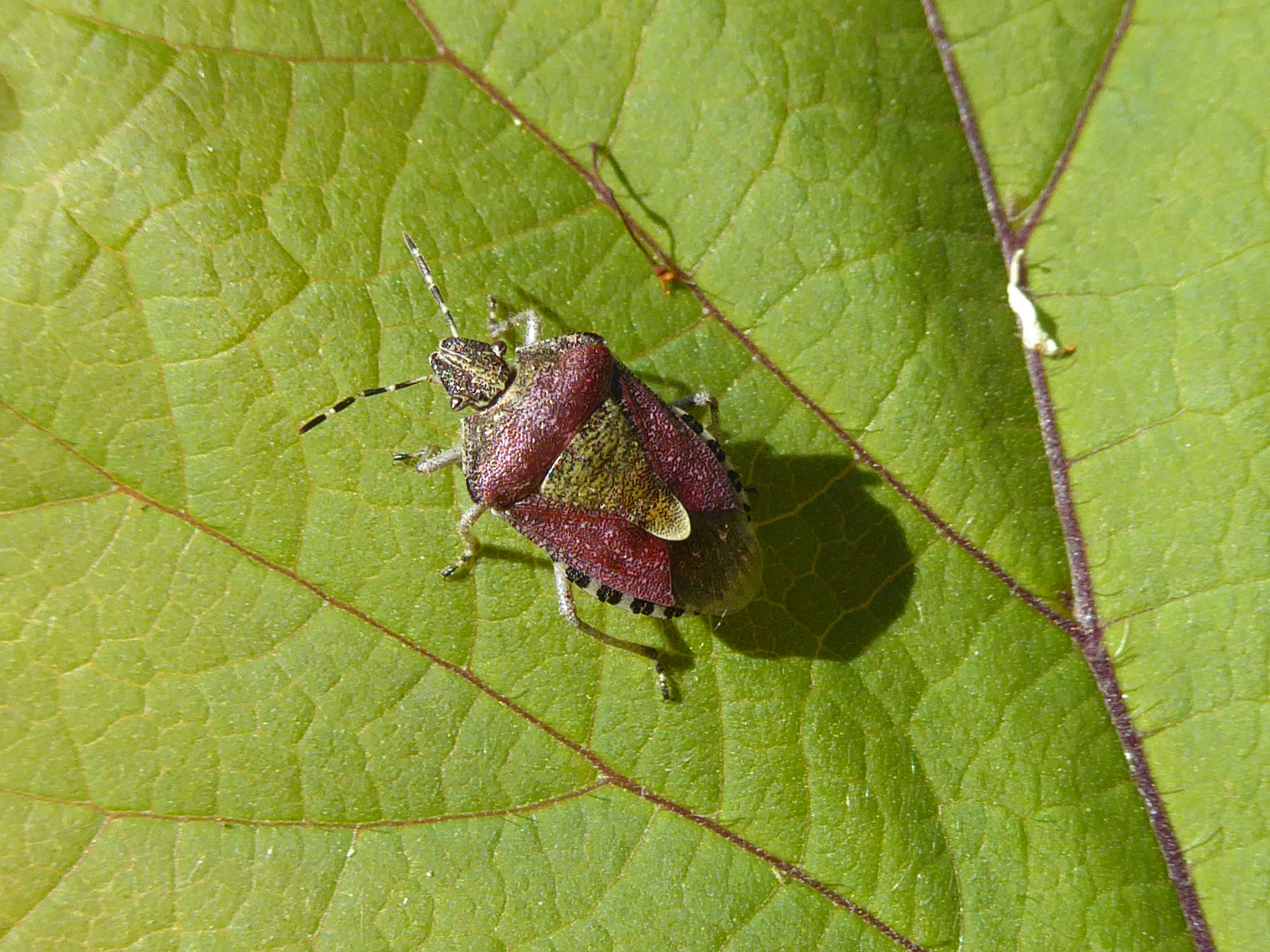 Image of sloe bug