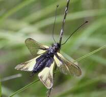 Image of Owly sulphur