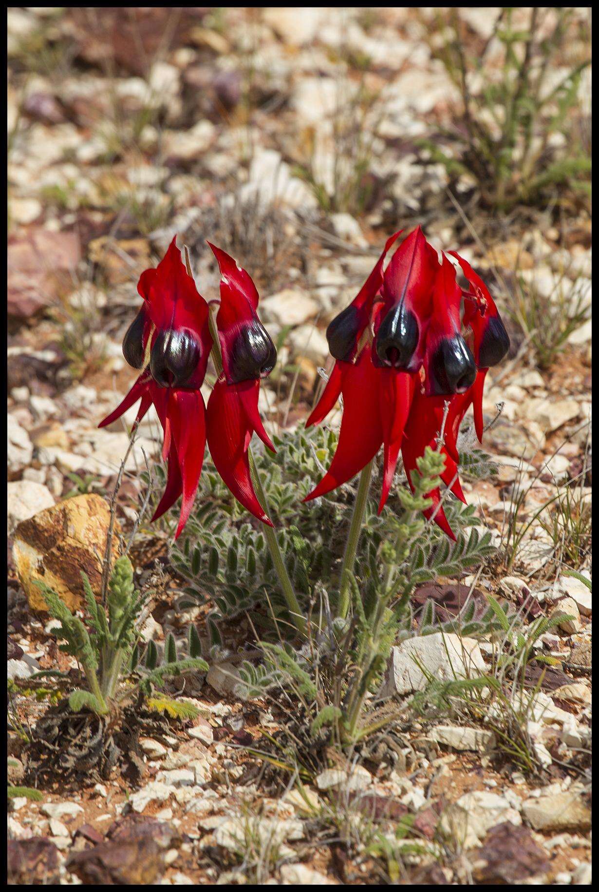 Plancia ëd Swainsona formosa (G. Don) J. Thompson