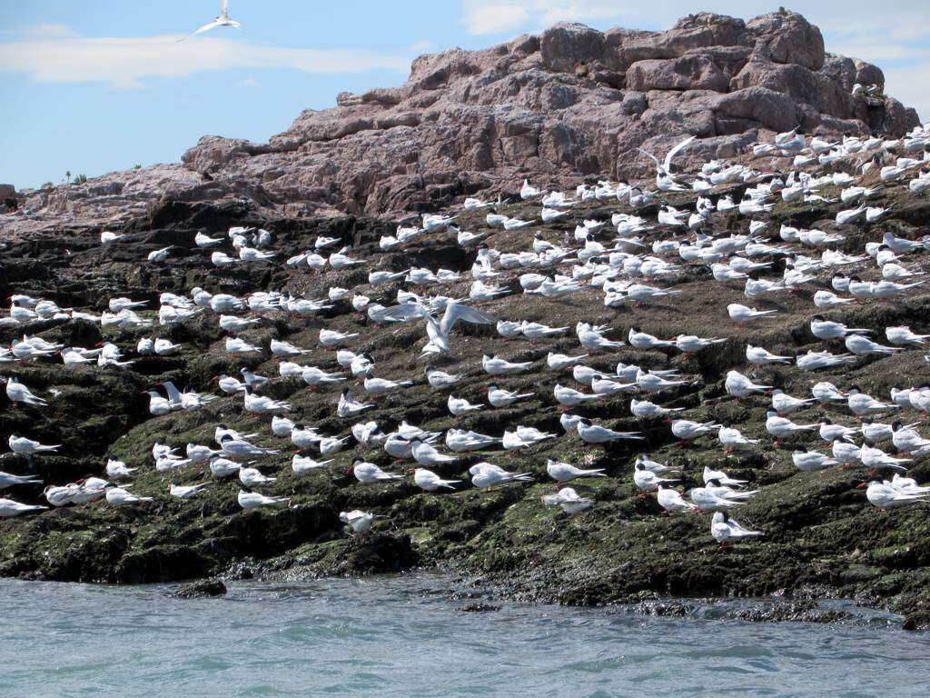 Image of South American Tern