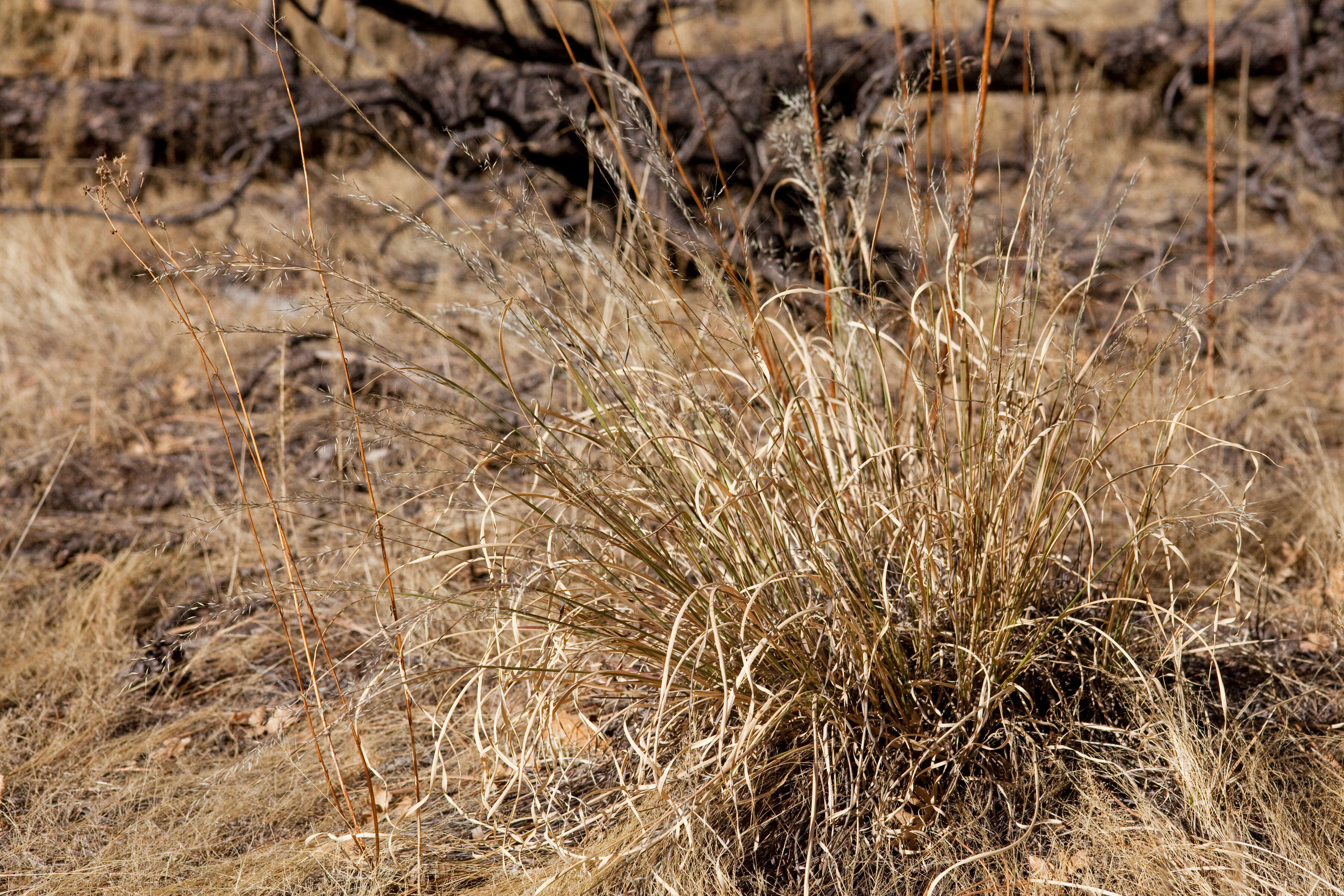 Plancia ëd Muhlenbergia montana (Nutt.) Hitchc.