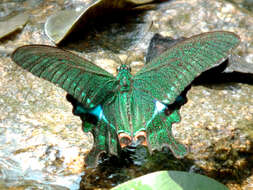 Image of Papilio paris Linnaeus 1758
