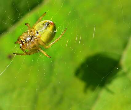 Image of Cucumber green spider