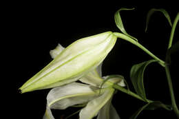 Lilium auratum Lindl. resmi