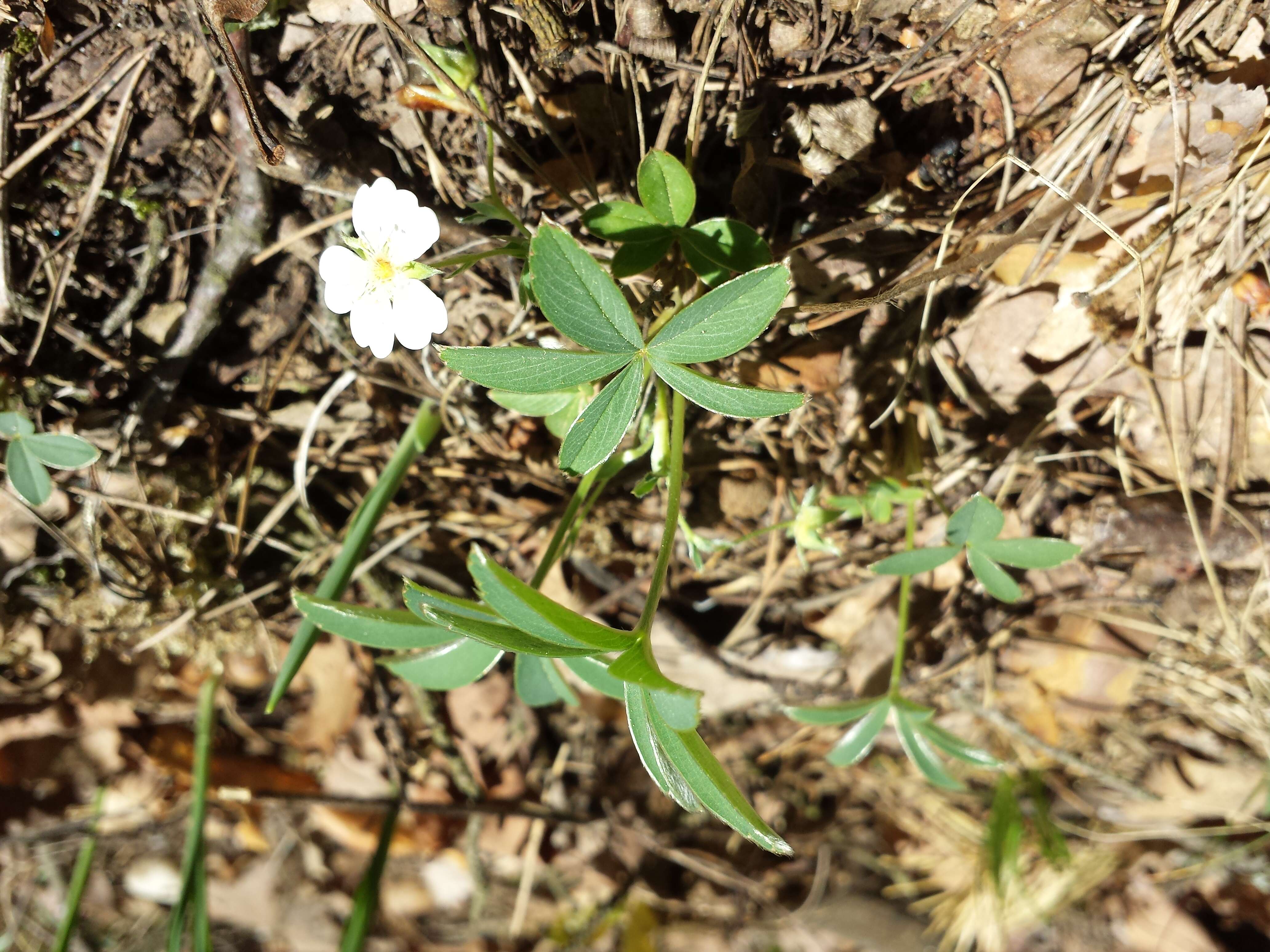 Imagem de Potentilla alba L.