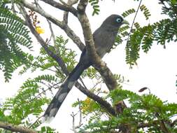 Image of Blue-faced Malkoha