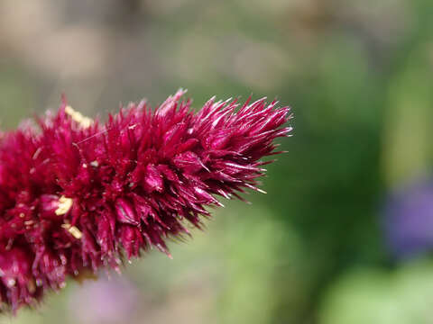 Image of Mexican Grain Amaranth