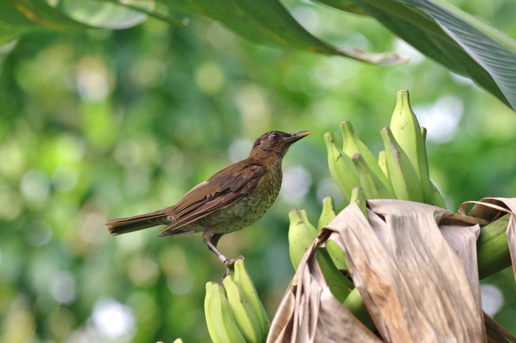 Imagem de Turdus olivaceofuscus Hartlaub 1852