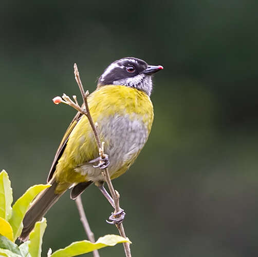 Image of Sooty-capped Bush Tanager