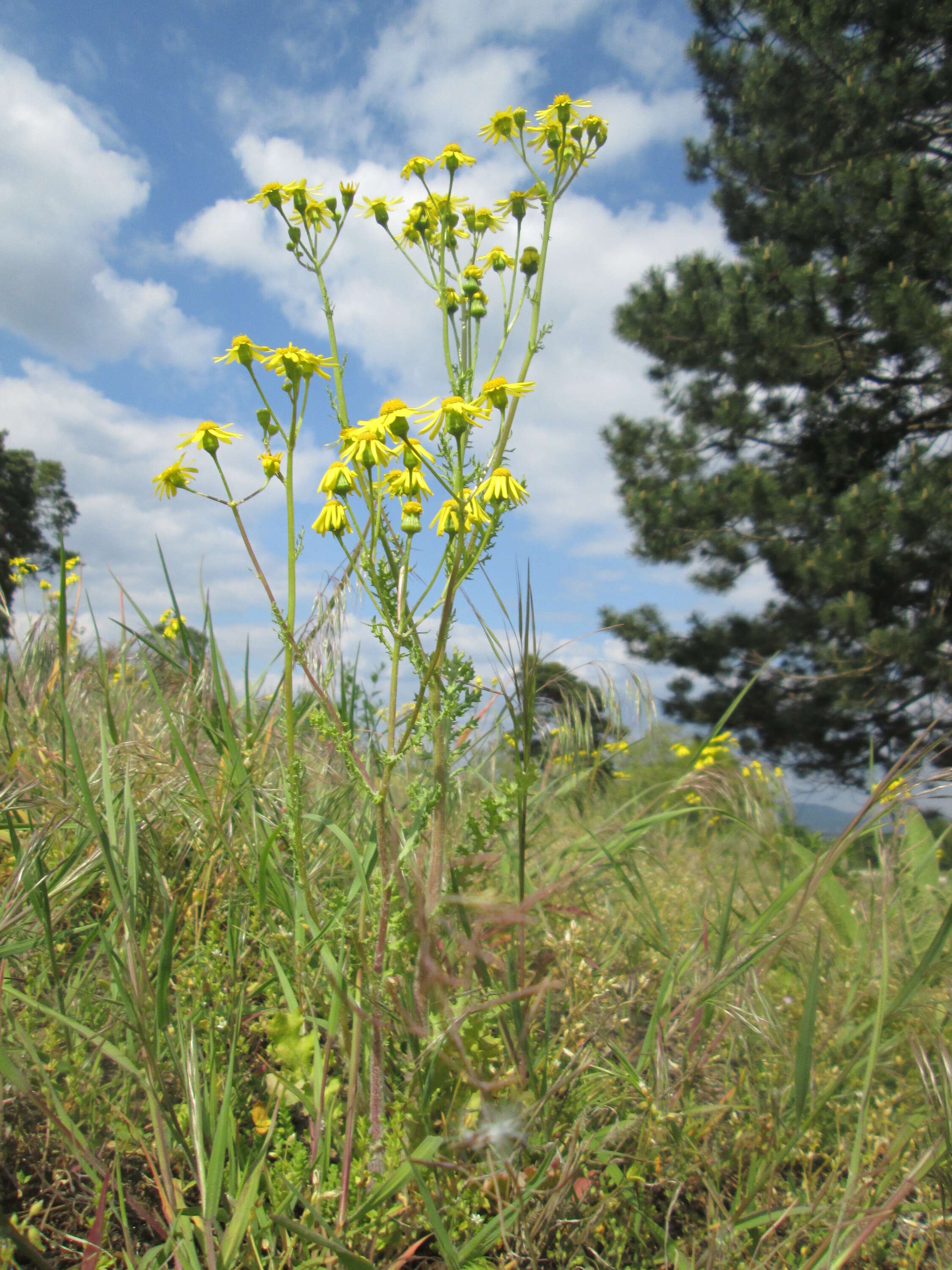 Image of eastern groundsel