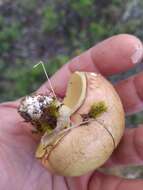 Image of Suillus granulatus (L.) Roussel 1796