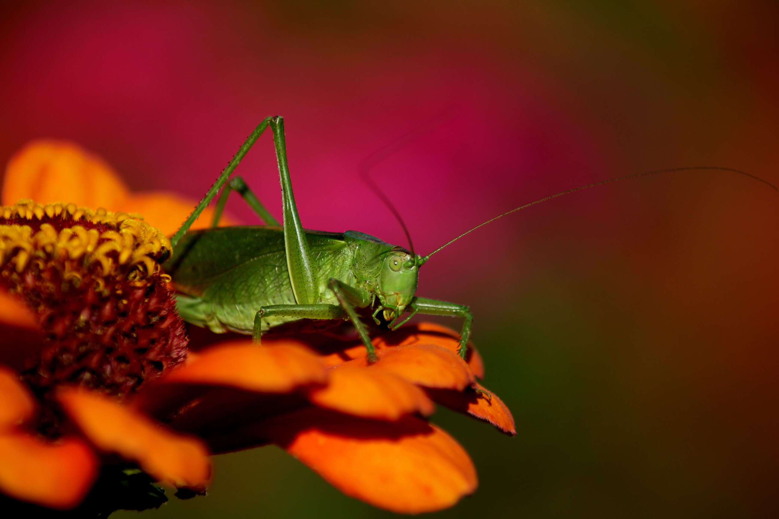 Image of Great green bushcricket