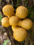 Image of Pholiota squarrosoides (Peck) Sacc. 1887