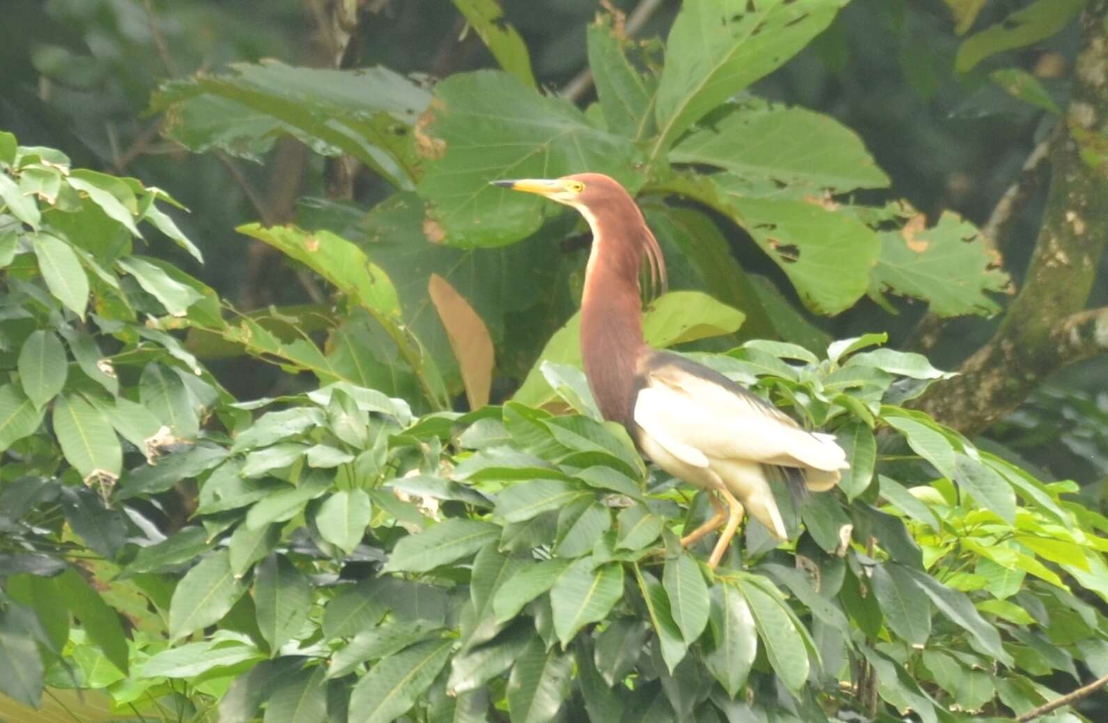 Image of Chinese Pond Heron