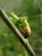 Image of Black Currant