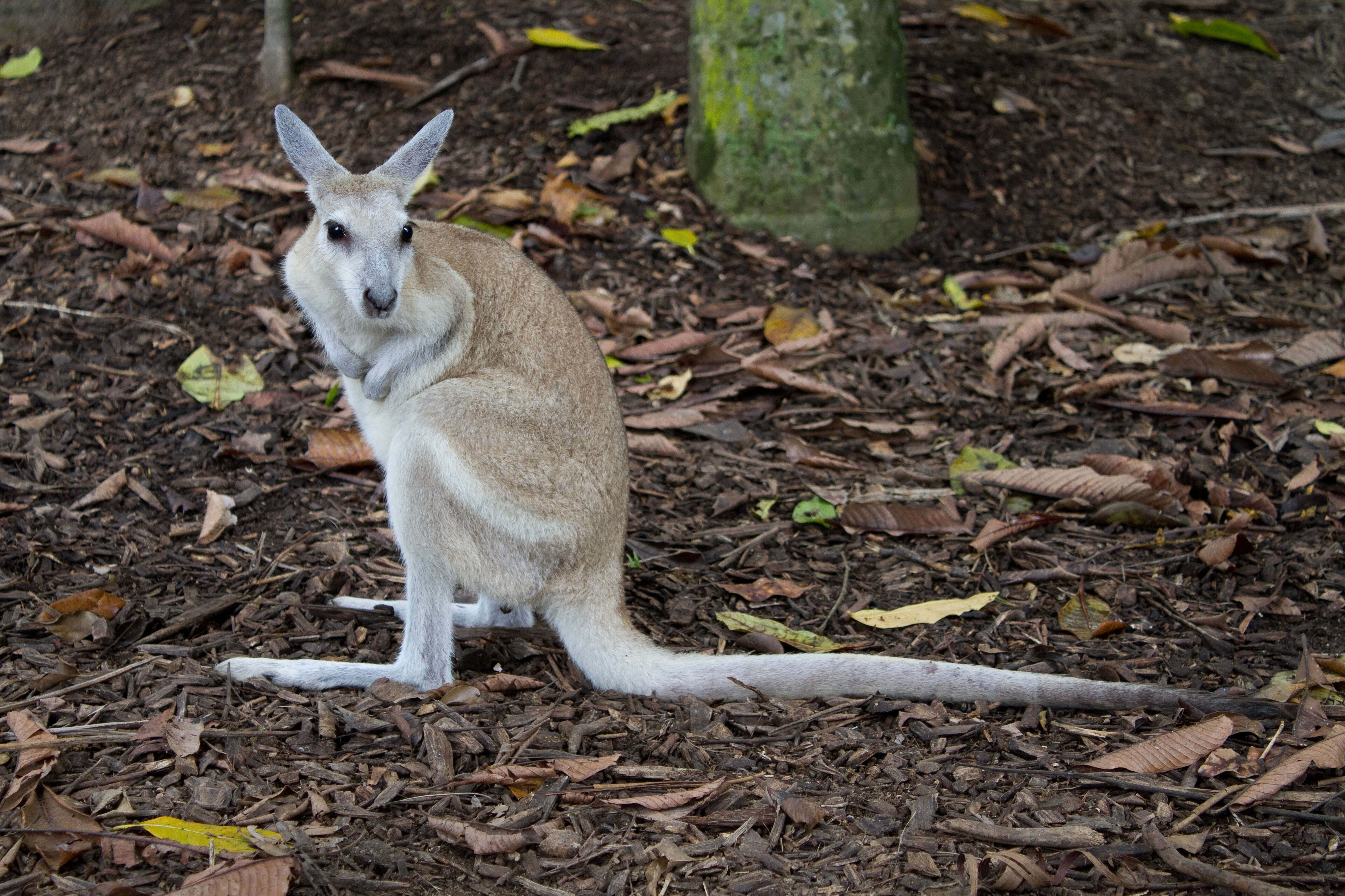 Image of Northern Nail-tail Wallaby