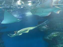 Image of Green Sawfish